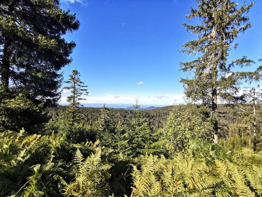 Schwarzwald