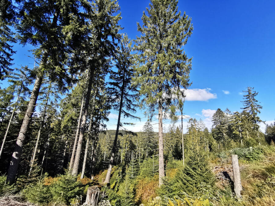 Schwarzwald
