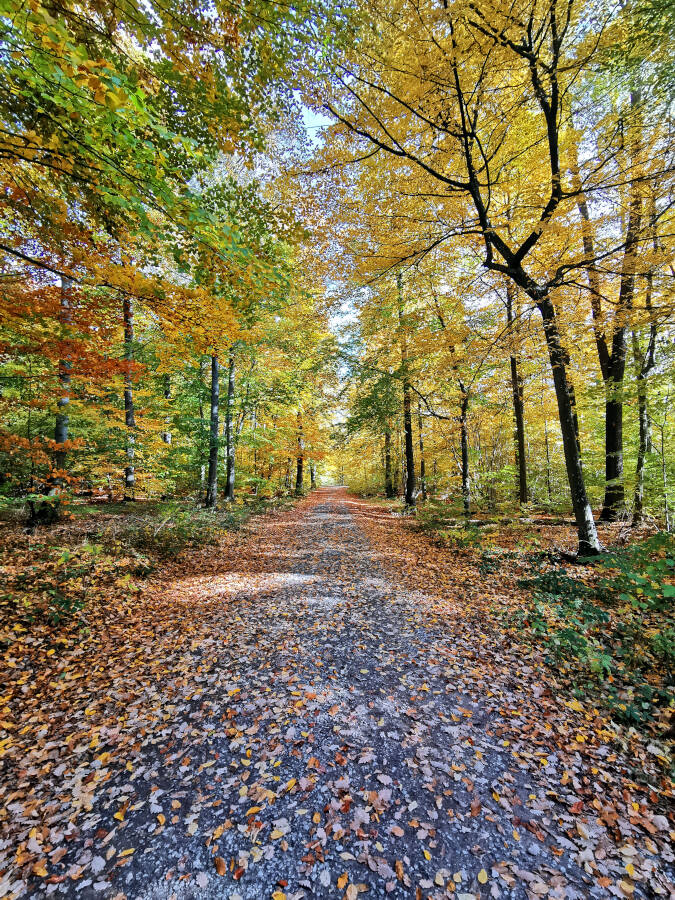 Wald bei Leonberg