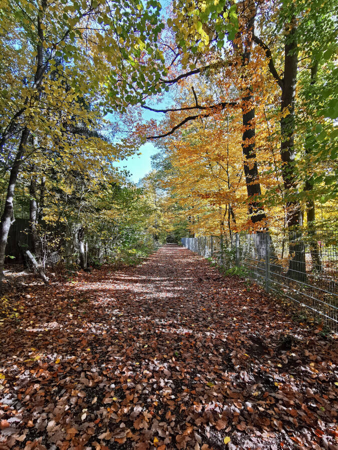Wald bei Leonberg