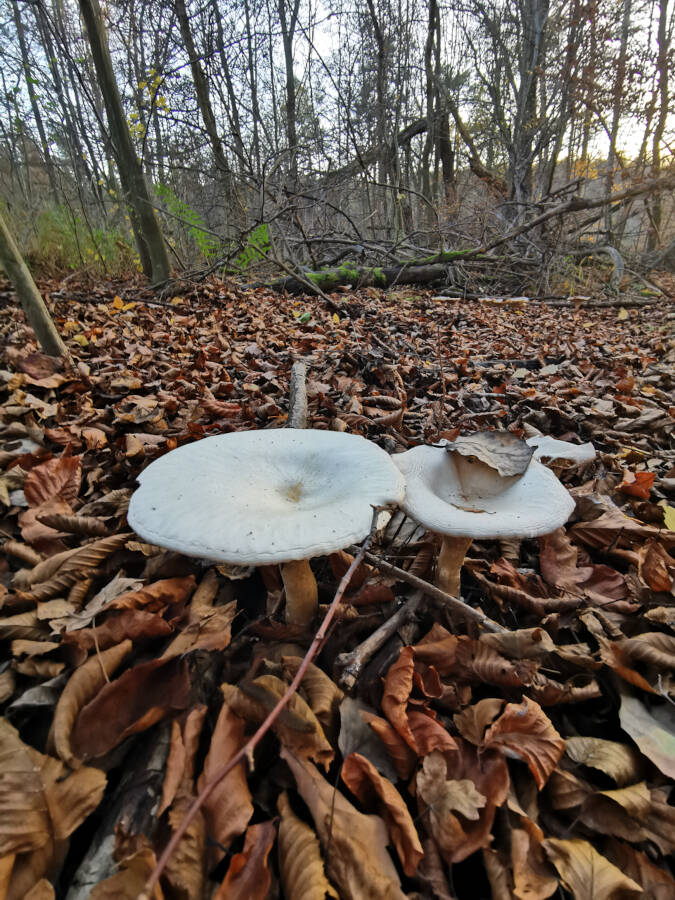 Wald in Leonberg