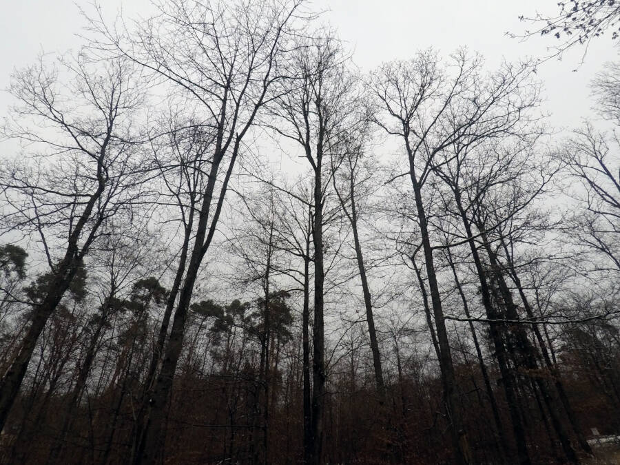 Wald in Leonberg