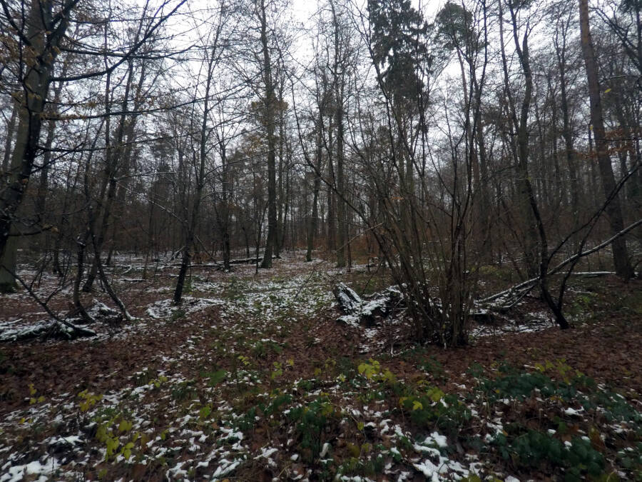 Wald in Leonberg