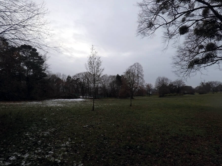 Wald in Leonberg