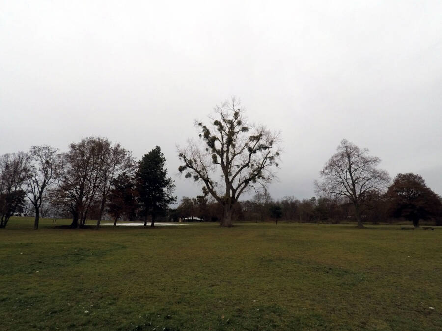 Wald in Leonberg