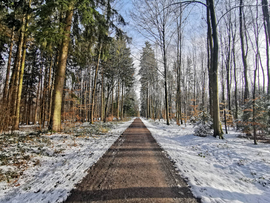 Tauwetter im Wald