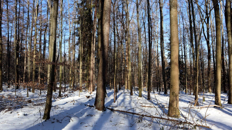 Winterwald