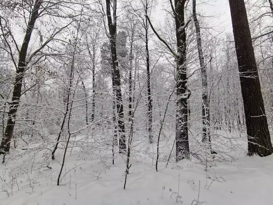 Wald, Stuttgart