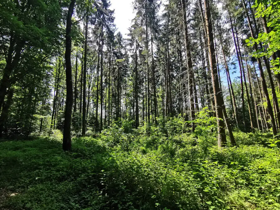 Waldspaziergang