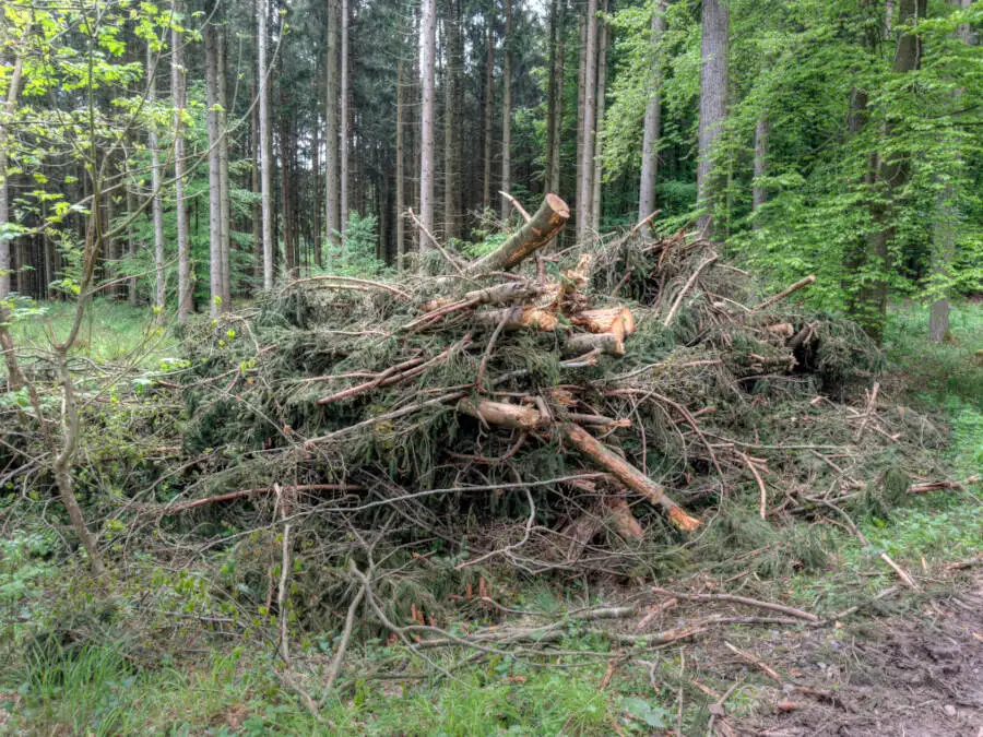 Ein Waldweg