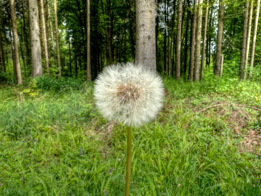 Ich mit meiner Mutter im Wald