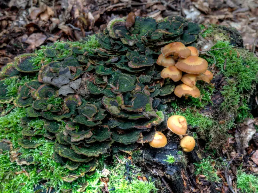 Ein Waldweg