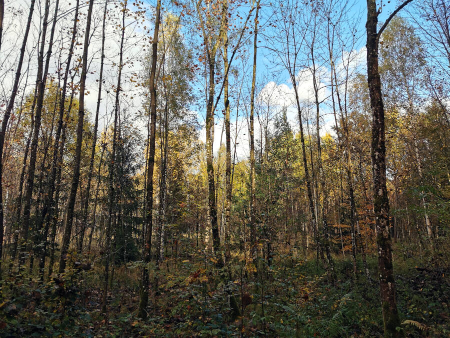Katzenbacher See, Stuttgart