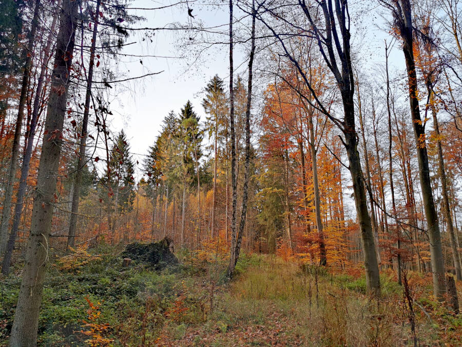 Pfaffenwald bei Vaihingen
