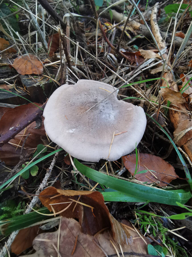 Pfaffenwald bei Vaihingen