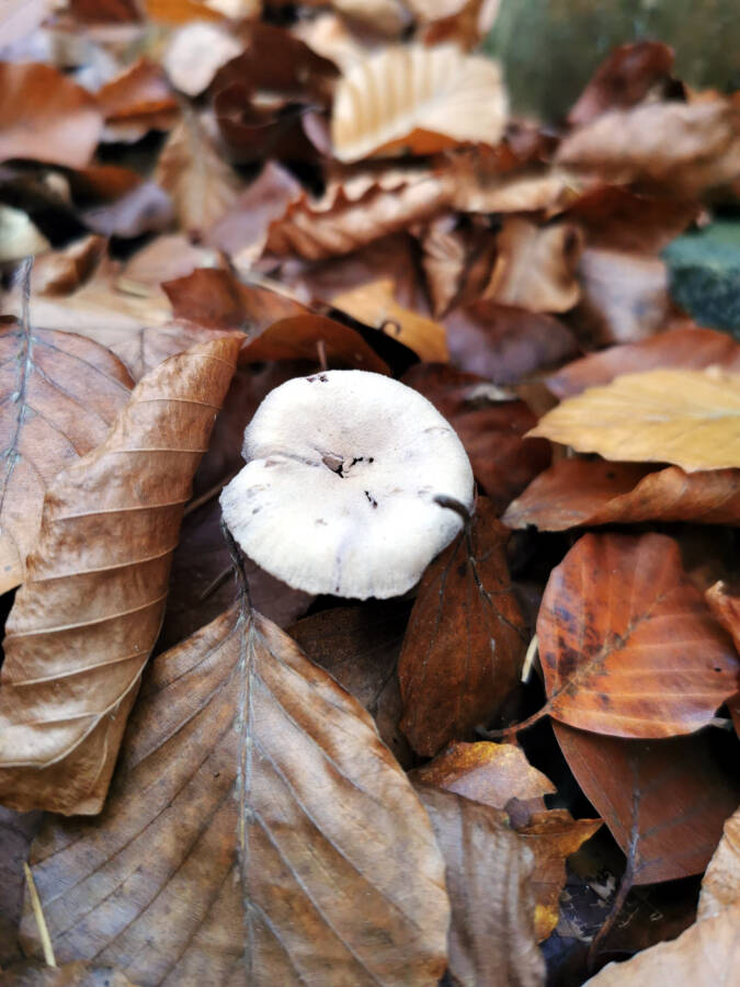 Pfaffenwald bei Vaihingen
