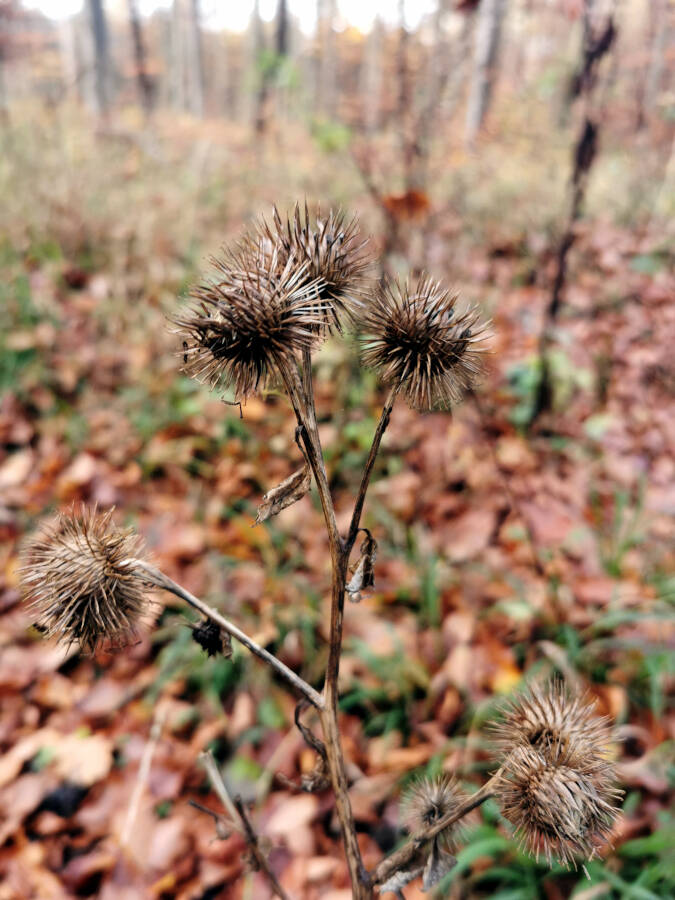Pfaffenwald bei Vaihingen