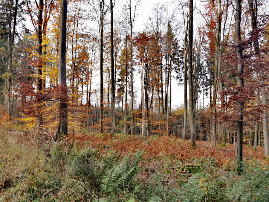 Pfaffenwald bei Vaihingen