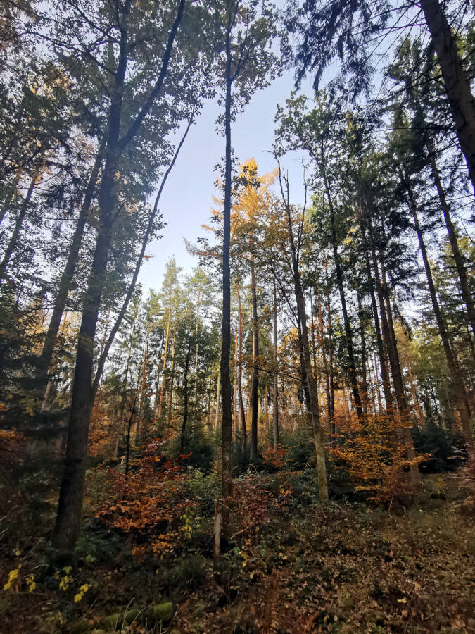 Pfaffenwald bei Vaihingen