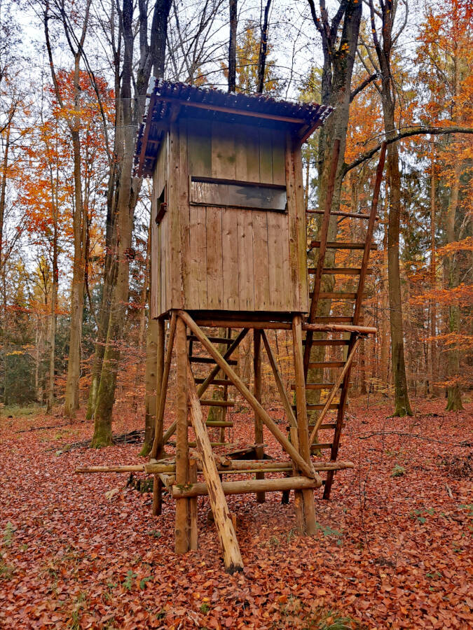 Pfaffenwald bei Vaihingen