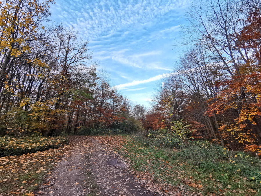 Forchenwald bei Leonberg