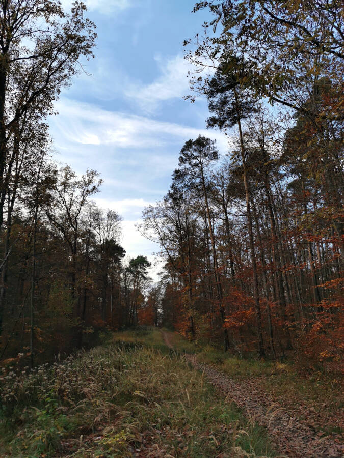 Forchenwald bei Leonberg