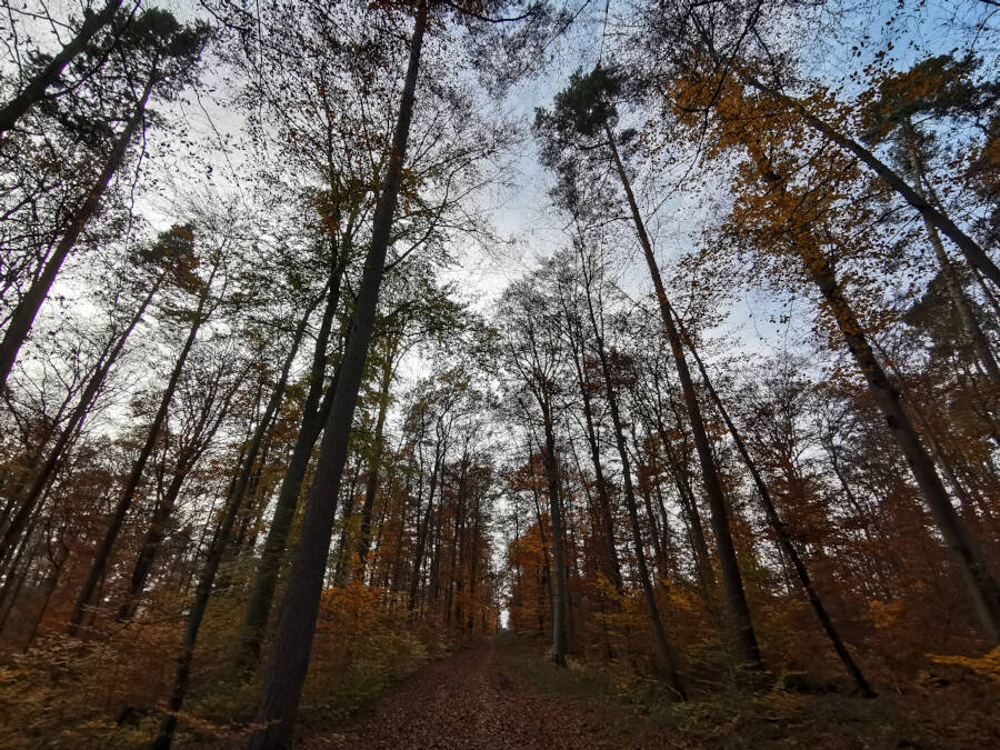Forchenwald bei Leonberg