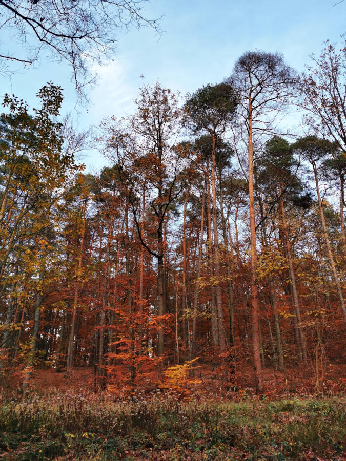 Forchenwald bei Leonberg