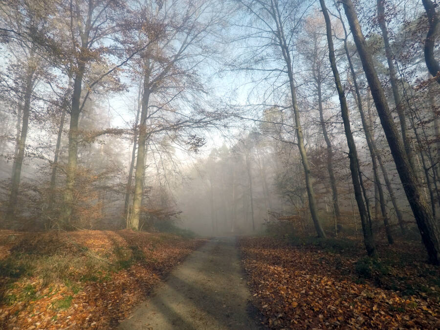 Waldspaziergang in Leonberg
