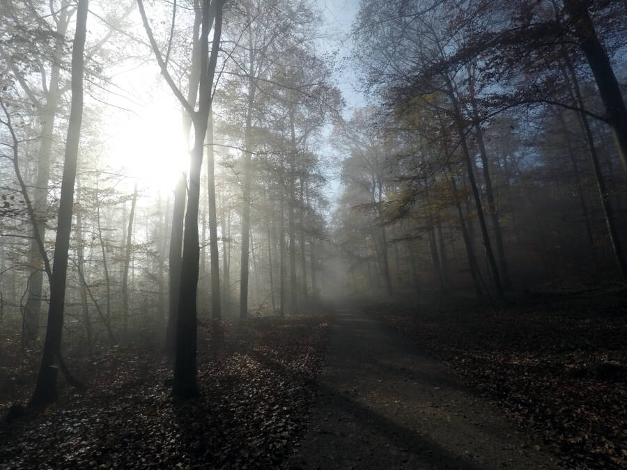 Waldspaziergang in Leonberg