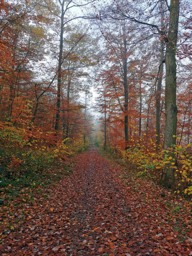 Waldspaziergang in Leonberg