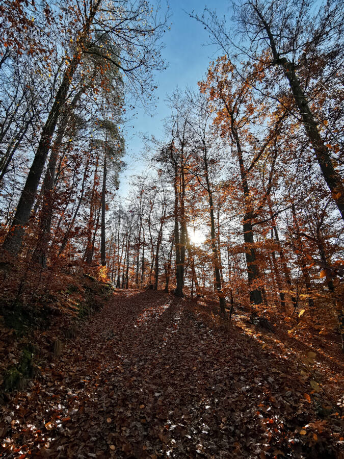 Waldspaziergang in Leonberg