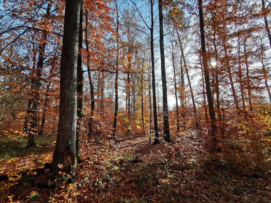 Waldspaziergang in Leonberg
