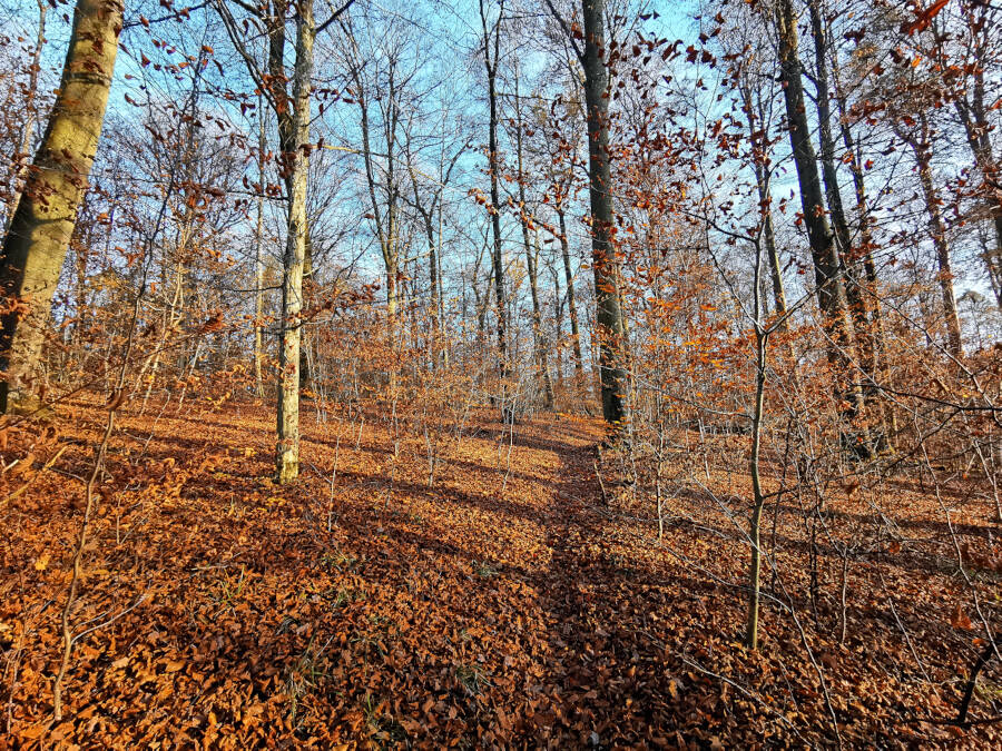 Wald in Leonberg