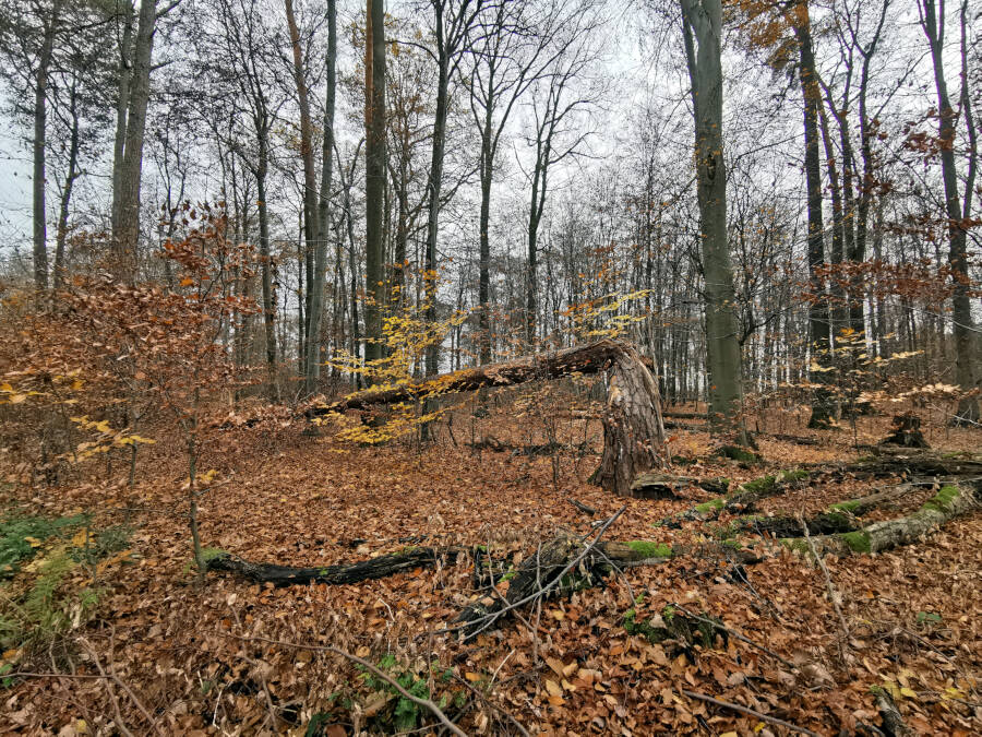 Krummbachtal, Gerlingen