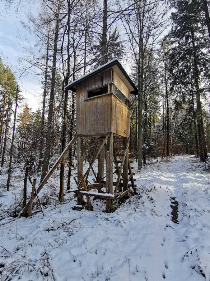 Tauwetter im Wald