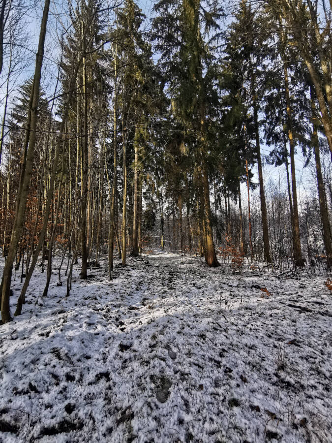 Tauwetter im Wald