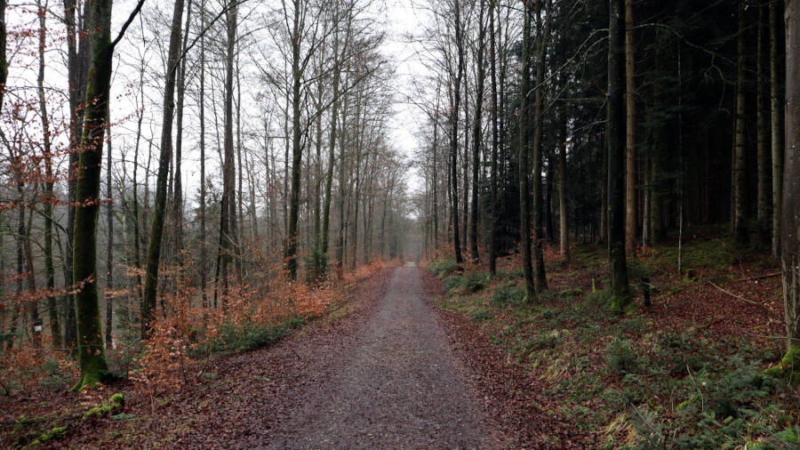 Ein Wald bei Stuttgart