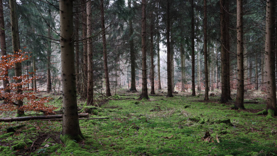 Ein Wald bei Stuttgart