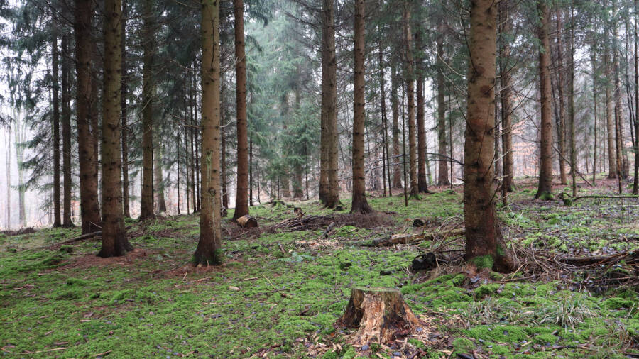 Ein Wald bei Stuttgart