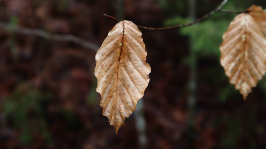 Ein Wald bei Stuttgart