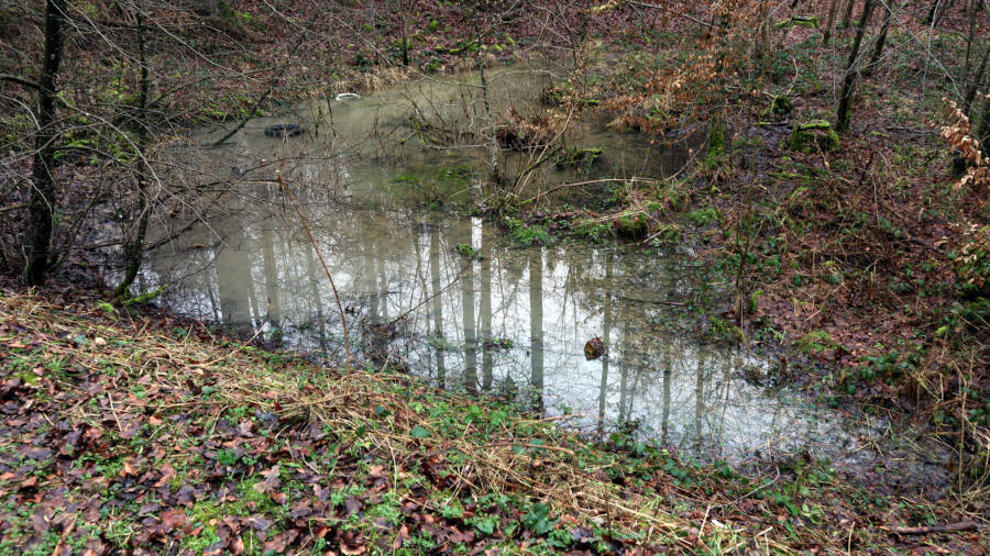 Ein Wald bei Stuttgart