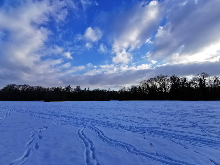 Forstarbeiten im Wald