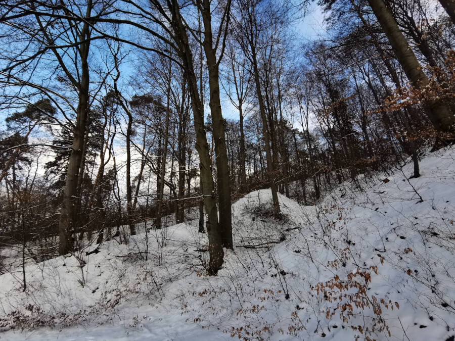 Forstarbeiten im Wald