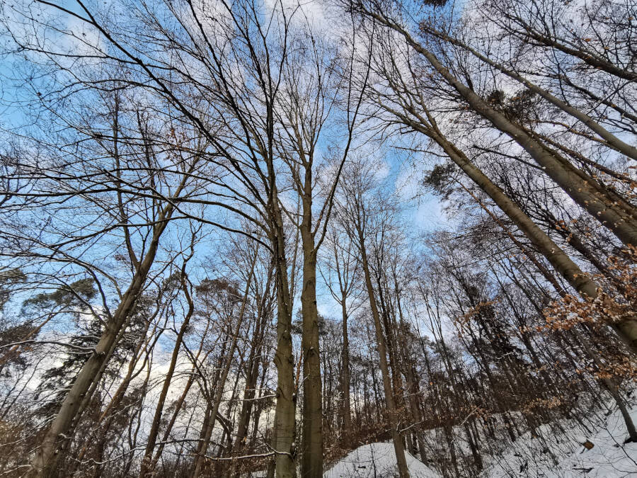 Forstarbeiten im Wald