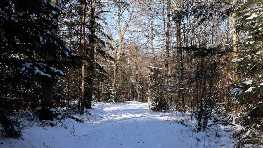 Winterwald