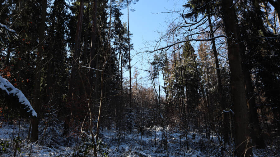 Winterwald