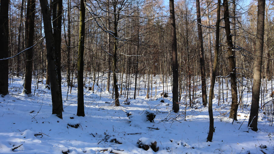 Winterwald