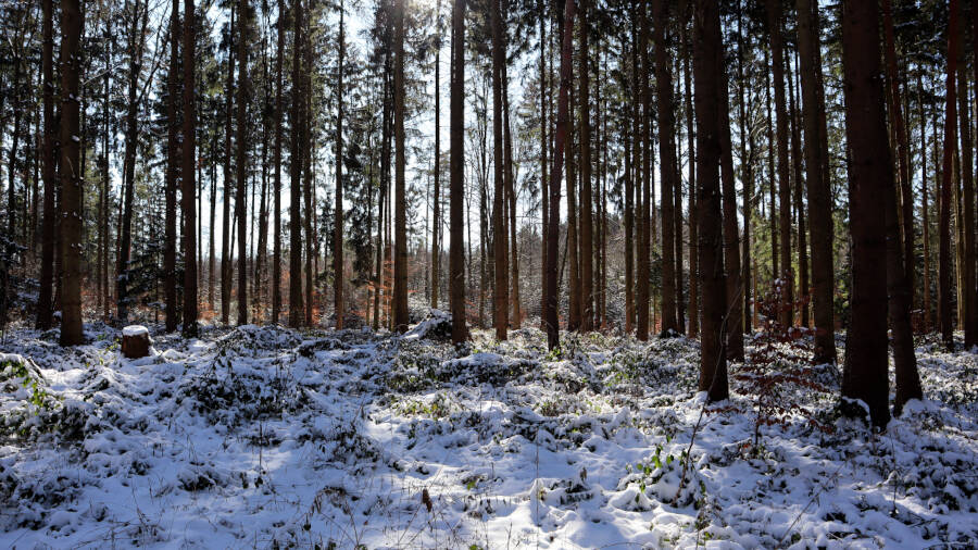 Winterwald