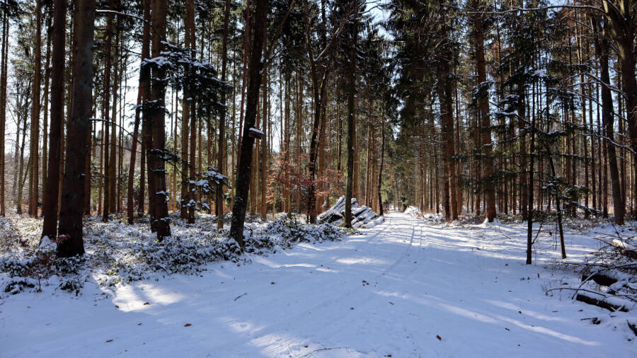 Winterwald